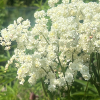 Filipendula vulgaris 'Multiplex'